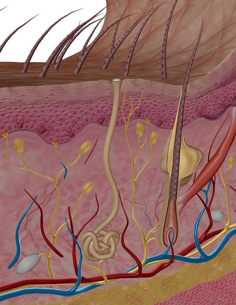 Sweat Gland skin cross-section